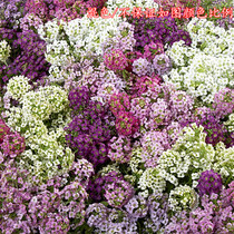  X Fragrant snowball wonderland series German Banali imported flower seeds Fragrant flower plants Ningxia little ants 10 pieces