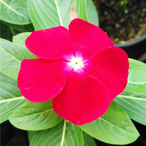  B2 Pan American imported flower seeds Pacific XP Periwinkle Split potted Flowers Ningxia Little Ants Ten packs