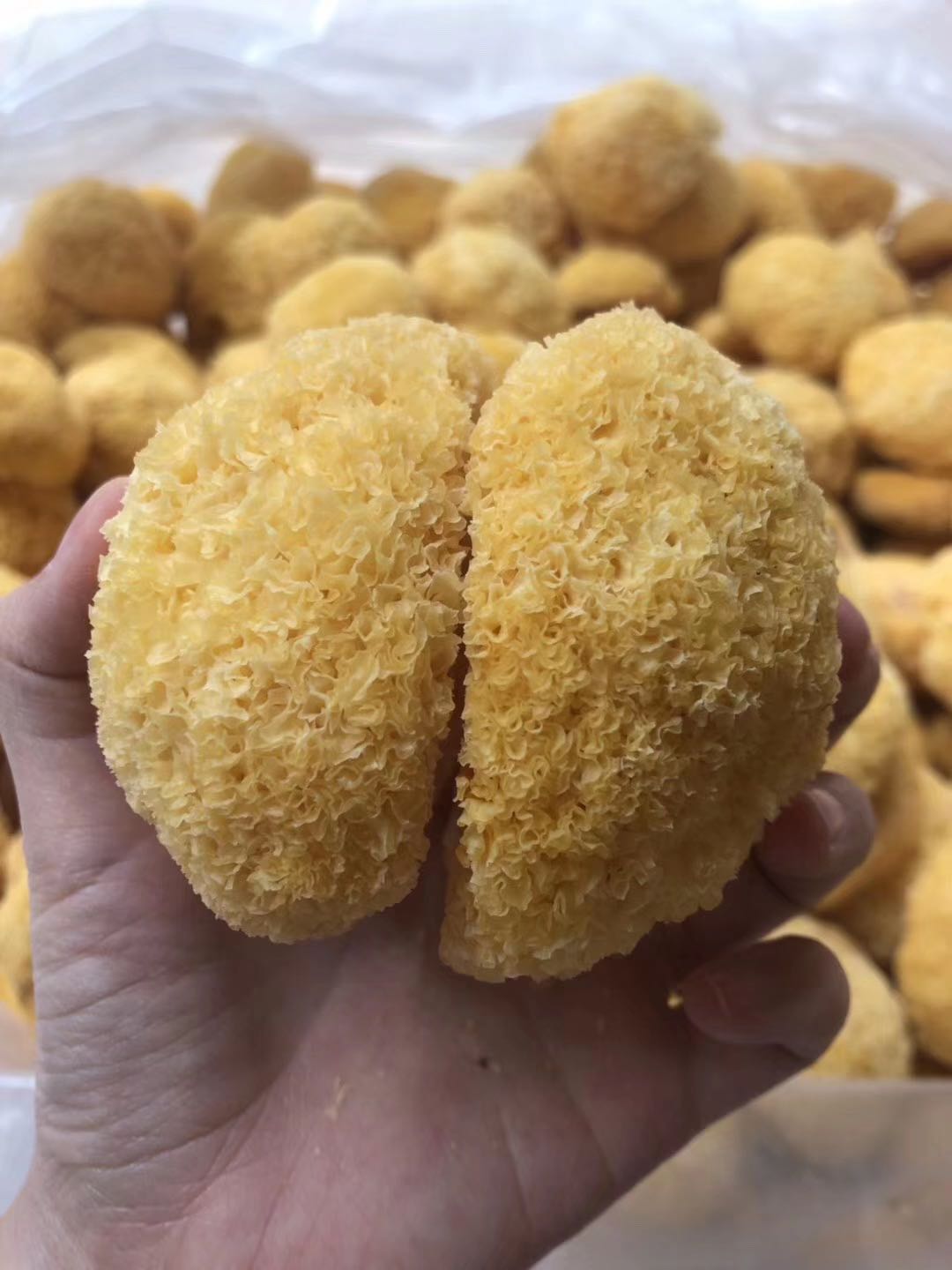 Fujian Gutian Silver Ear Ugly and Glutinous Ear Half Catty of Exit Level Tight Solid type 68