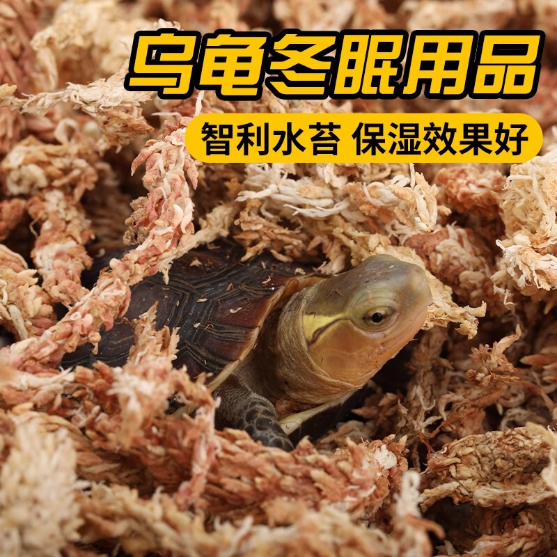 Turtle Hibernation Supplies Box, Yellow-Edged Turtle, Brazilian Turtle, Flame Moss, Semi-Aquatic Turtle Winter Bedding, Chilean Sphagnum Moss, Reptile Pet