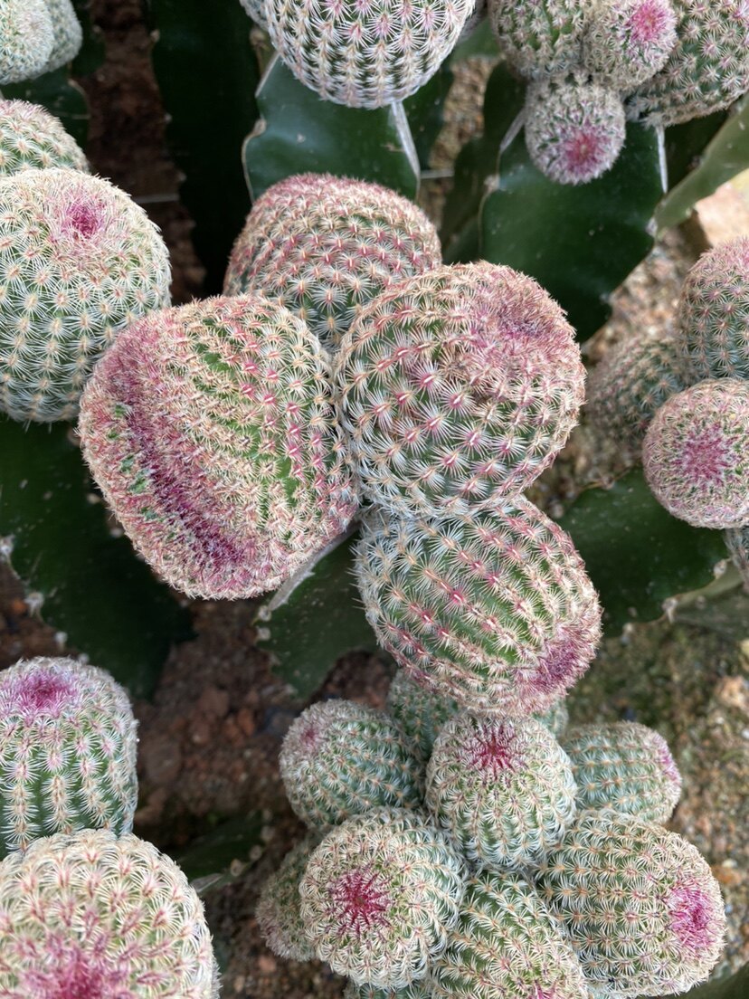 掌上百花村的LOGO