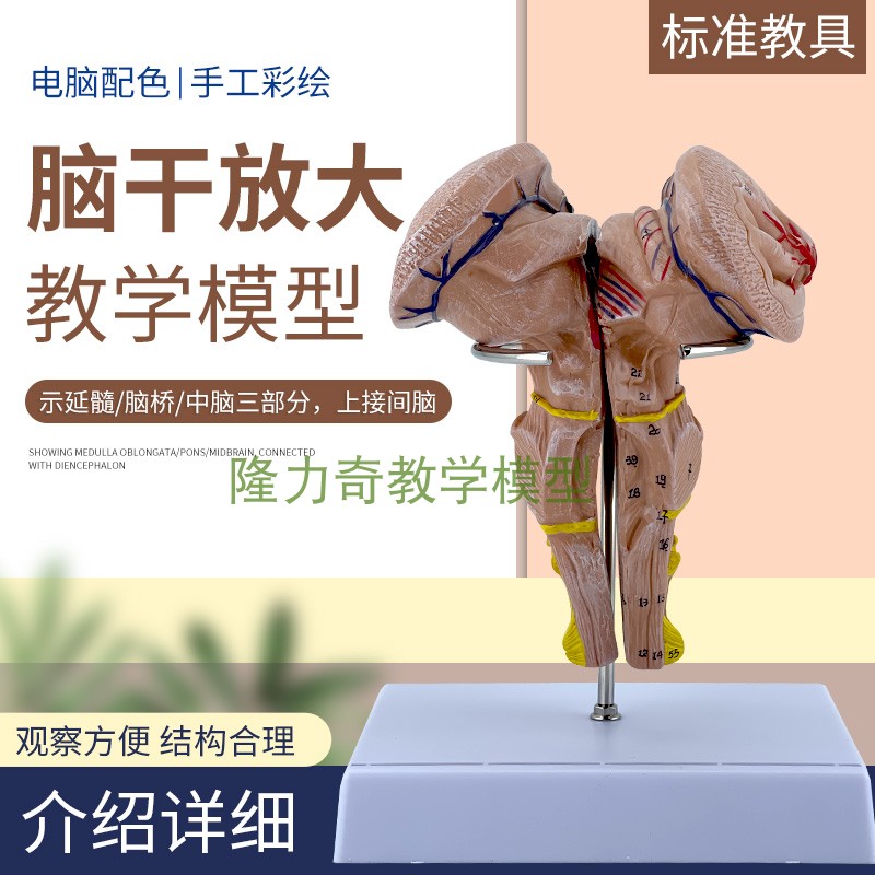 脑干放大模型 脑干模型 脑干解剖模型大脑模型脑动模型脉大脑模型
