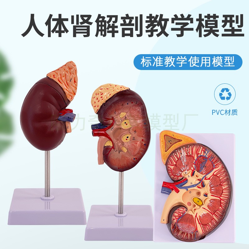 教学仿真肾解剖放大模型 2倍 人体正常肾附肾上素 自然大肾脏解剖