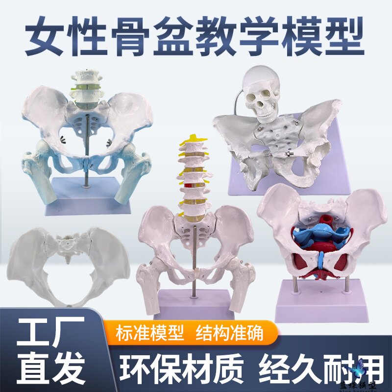 教学仿真盆底肌女性骨盆及子宫模型女性盆腔结构膀胱盆底肌肉康复