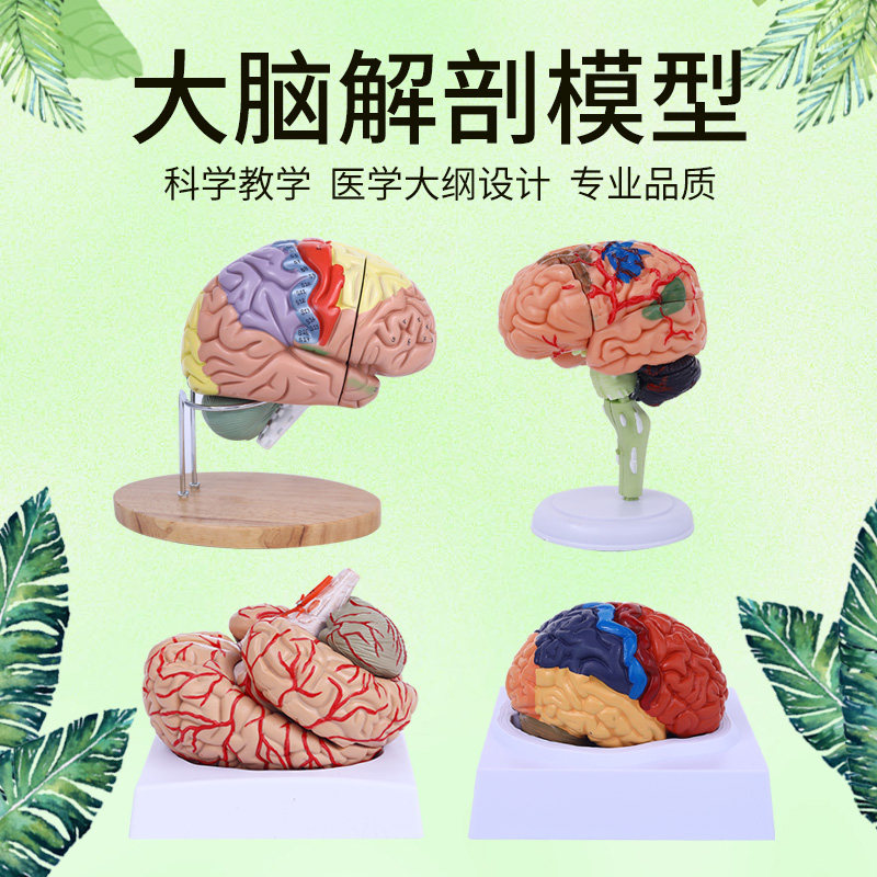 脑模型脑功能区域色分模型 人体大脑解剖 人脑动脉构造脑血管神经