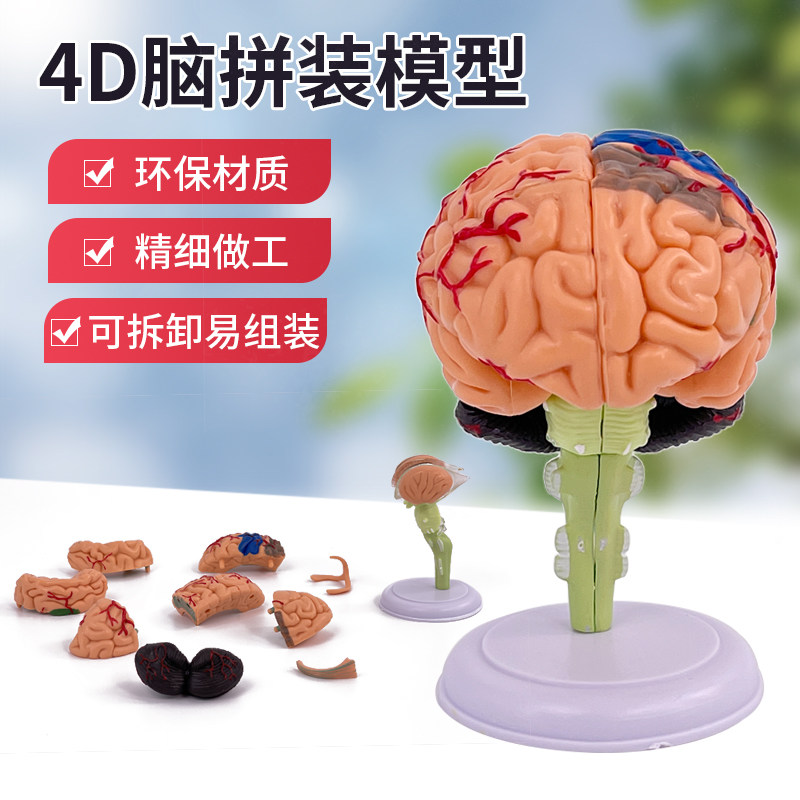 人体大脑解剖模型人体器官结构教学模型4d小脑可拆装医院摆件讲解