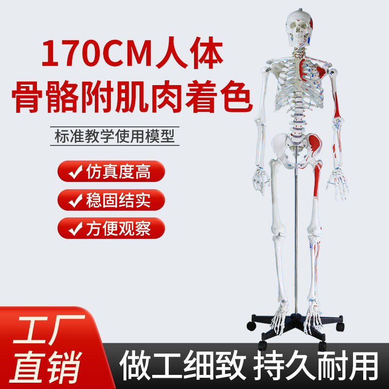 170CM医学全身人体骨骼模型骨盆瑜伽关节可拆卸解剖肌肉结构骨架