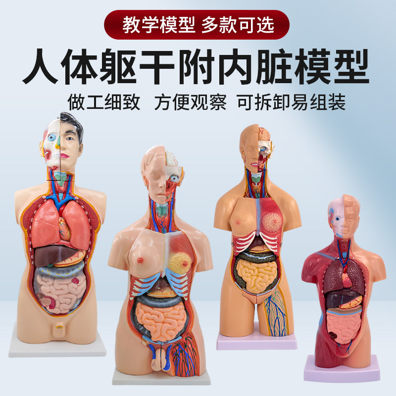 85cm28cm人体躯干解剖模型器官可拆卸医学教学心脏内脏模型玩具