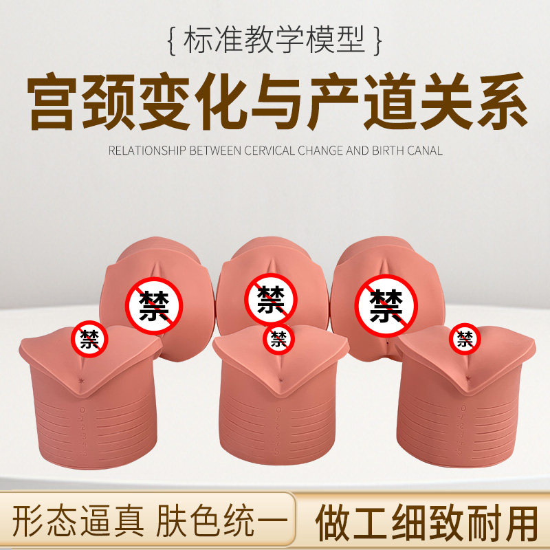 产前宫颈变化与产道关系模型分娩生产宫颈口变化模具宫颈变化过程