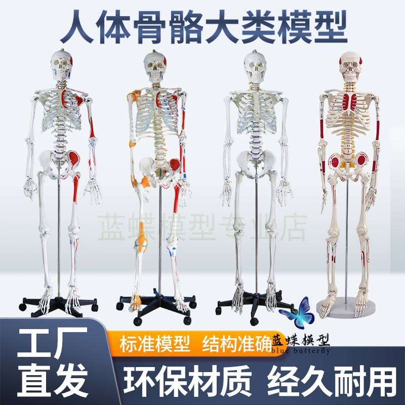 170CM人体骨骼带神经带椎间盘模型骨架附肌肉起止点着色韧带模型