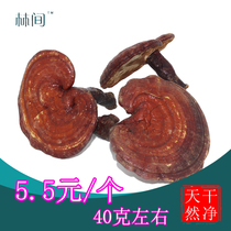 (Lin-Ganoderma) Changbai Mountain Wood Ganoderma lucidum Northeast Purple Ganoderma lucidum