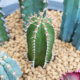 Cactus column collection ປະ​ລິ​ມານ​ການ​ປະ​ລິ​ມານ​ເຄົ້າ​ໄມ້​ບັນ​ທັດ​ມັງ​ກອນ​ໄມ້​ສັກ​ສິດ​ສີ​ຟ້າ​ຖັນ cactus succulent ພືດ​ຫ້ອງ​ການ​ປົກ​ປັກ​ຮັກ​ສາ​ລັງ​ສີ