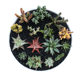 ການເກັບກໍາຂອງ Aloe vera, Euphorbiaceae, succulents ຫົວ, ໃບແຂງທີ່ຫາຍາກແລະບໍ່ມີຄວາມນິຍົມ, ສິບສອງປະລິມານ Raging Wave Dragon Caws