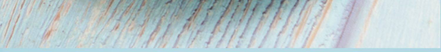 【中国直邮】 中闽飘香 金桔百香果柠檬茶  网红水果茶 冷泡茶 冻干柠檬片蜂蜜百香果青桔茶 10袋  独立装