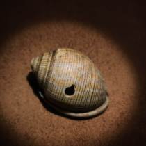 Tibetan Qing Dynasty original ecological portable old conch Tibetan portable small conch pendant old rosary accessories