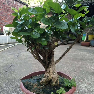 横县茉莉花盆栽