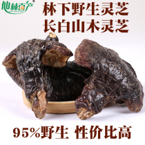 Xianlin Baishan wild Ganoderma lucidum under the forest of Changbai Mountain