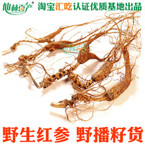 Changbai Mountain wild red ginseng forest under the forest red ginseng wild ginseng seed ginseng forest ginseng wild ginseng 50 grams gift box