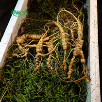 Changbai Mountain fresh mountain ginseng wild ginseng fresh ginseng wild ginseng forest ginseng seed goods northeast old ginseng wild seed seed goods