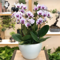 Xiamen Phalaenopsis potted plant with flowers opened moved moved to the living room green plant customer leader gift same city delivery
