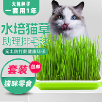 Catgrass hydroponic catnip seed no soil planting set a cup of large wheat seed cat hair