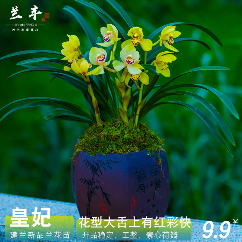 兰花皇妃浓香带花苞兰草花卉盆栽植物名贵兰花苗惠兰兰科建兰稀有