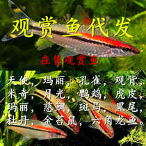Ornamental fish tropical fish small fish Mary ball guppy golden moss rat angel fish hexagonal arowana.