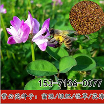 Chinese seed safflower grass seed alfalfa beekeeping nectar source high yield pasture Seed Orchard Green manure seed