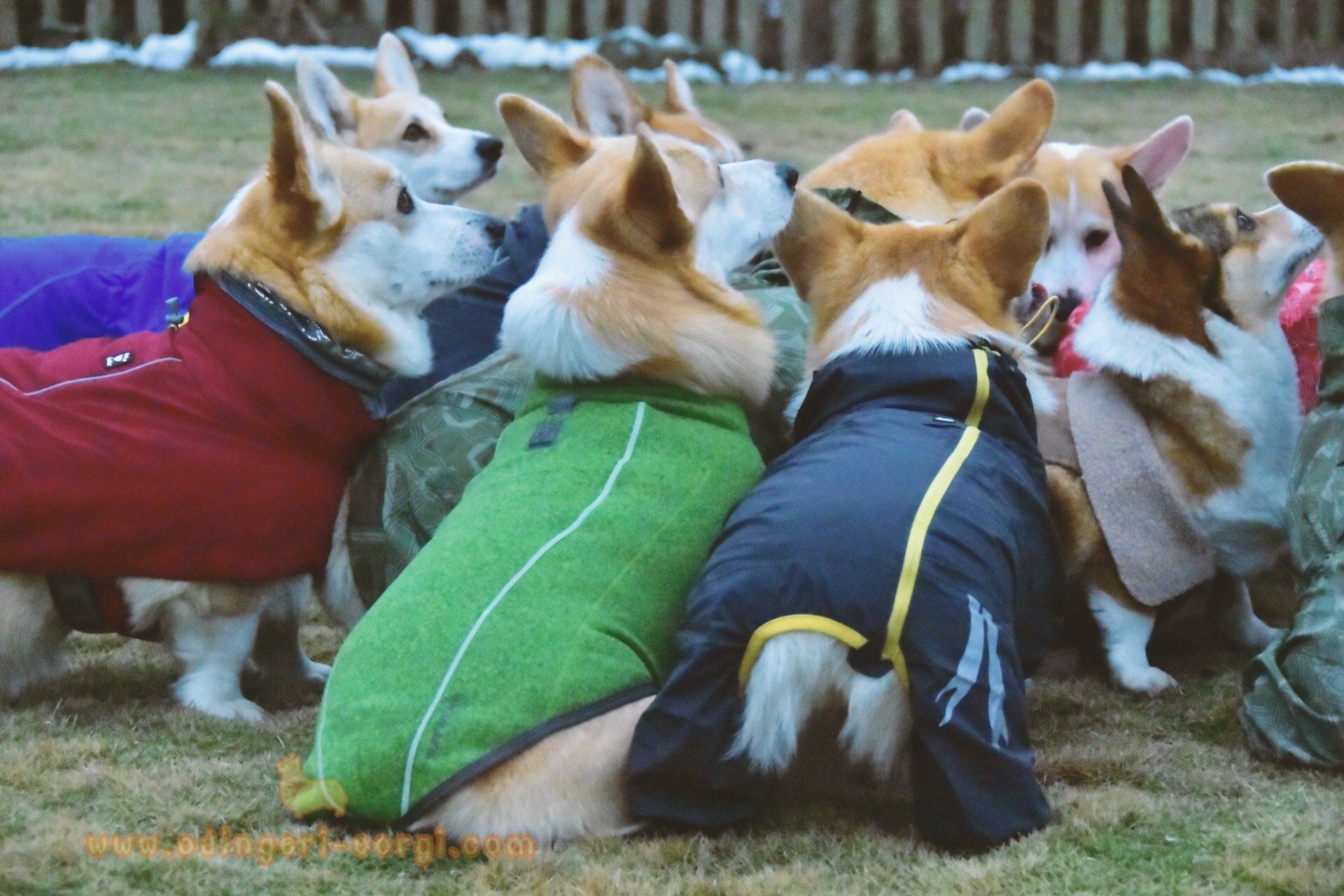 Kokie Perimeter Pet Perimeter Dog Model Home Decoration Pendulum cartoon Koki (canine client)