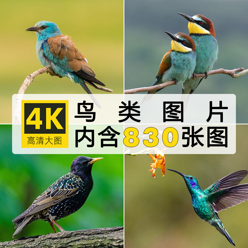 High-Definition Bird Images, Flying Birds, Kingfishers, Hummingbirds, Eagles, Photography Close-Up Photos, Computer Wallpaper, Painting Materials, Image Library