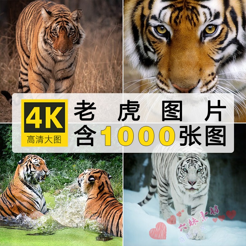 4K High-Definition Large Image of a Tiger, Close-Up of a Ferocious Tiger, Photography of a Bengal Tiger from Northeast Asia, Wallpaper Photo, Ps Material