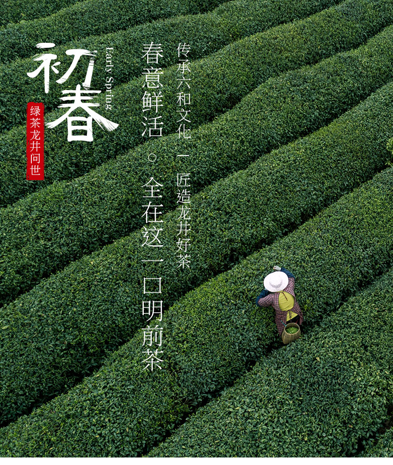 六和塔龙井茶明前特级散装茶叶