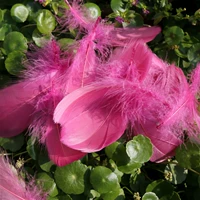 Около 100 фиолетовых красных 1 упаковка