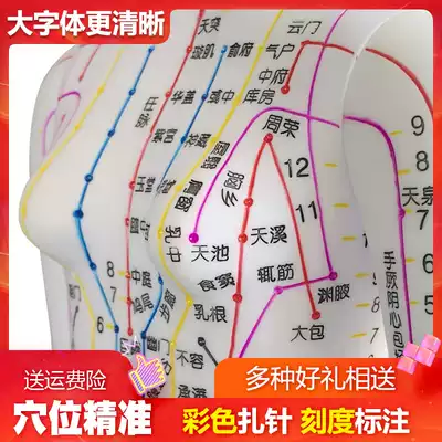 Super clear Meridian male and female human model human Meridian model Chinese medicine bronze acupuncture acupoint model