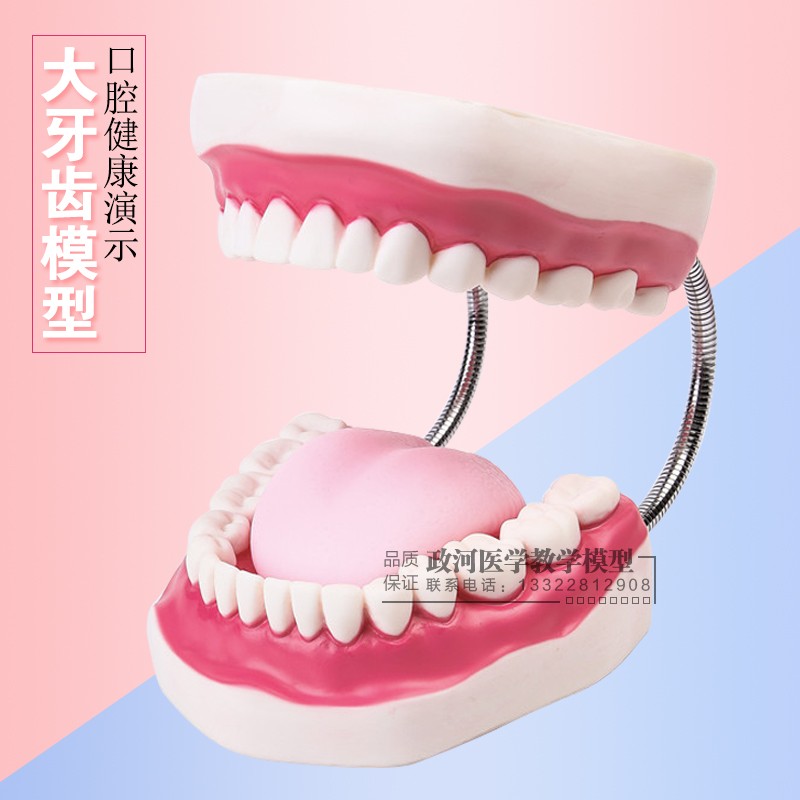 Dental Material Tooth Model With Tongue Oral Care Model Toothbrushing Teaching Model Kindergarten Teaching Aids