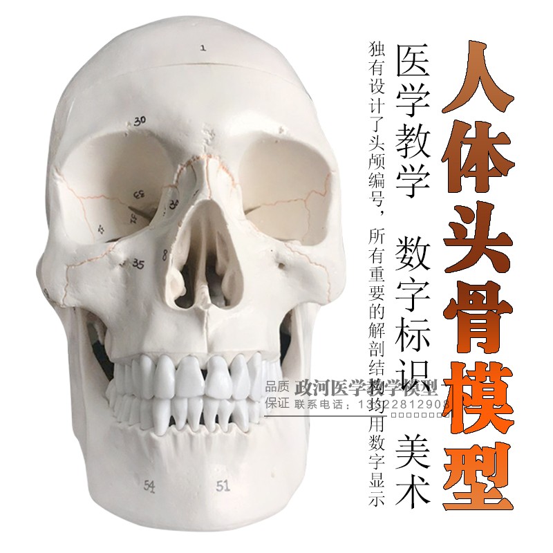 One-to-one medical simulation Skull skull model skull model skull anatomical specimen digital coding logo