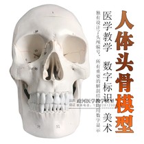 One-to-one medical simulation skull human skull model skull anatomical specimen digital code identification