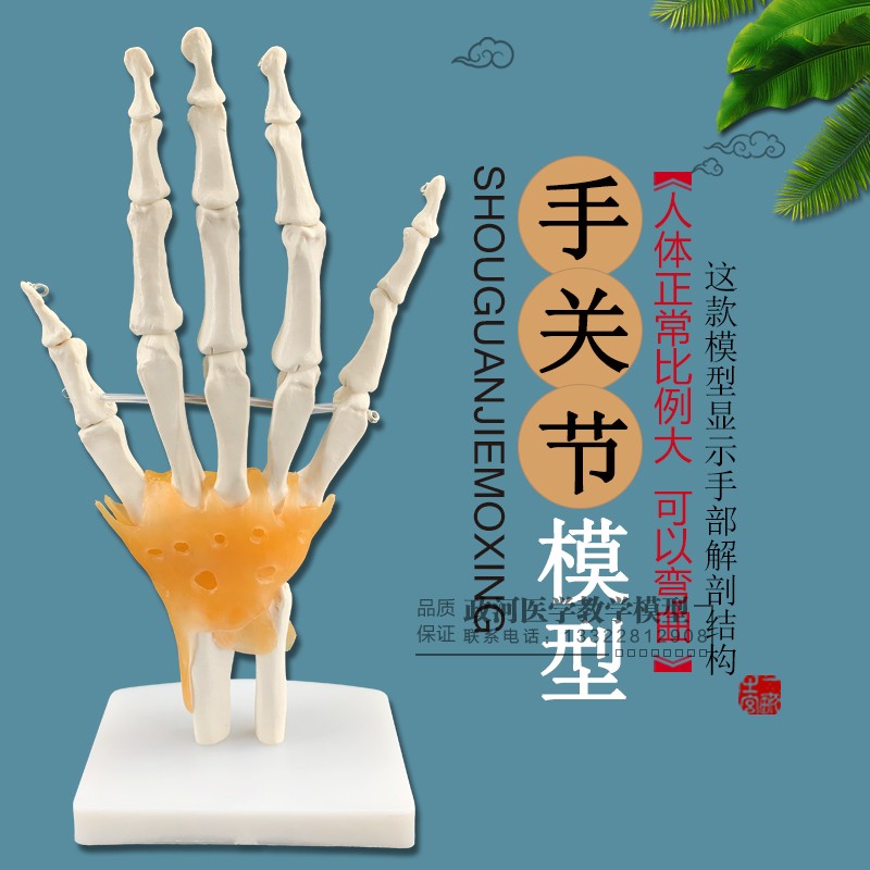 自然大手关节模型（附韧带） 人体手关节模型 各类骨骼关节模型