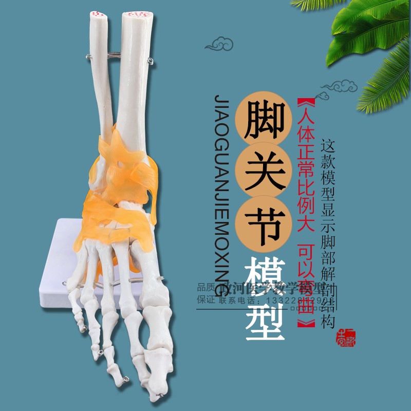 Foot joint ankle joint model foot bone model human foot bone model bone teaching medical mobility
