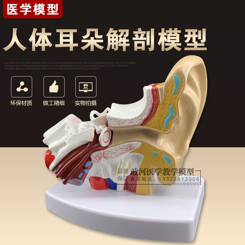 儿童桌上型耳解剖模型 幼儿园人体医学耳 耳部 耳朵模型 全耳模型
