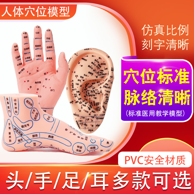 Hand Ear Feet Model Plantar Massage Model Foot Reflexology Area Model Massage Acupuncture Moxibustion Acupoints