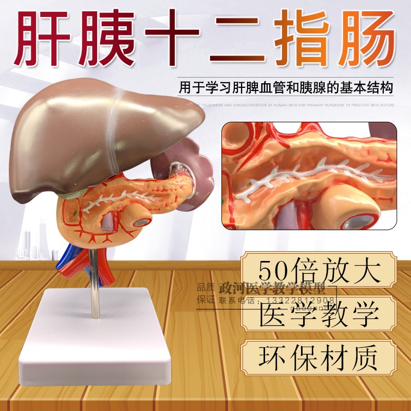肝脏模型肝脏教具 医学用肝解刨模型 胰 脾 十二指肠胰腺结构模型