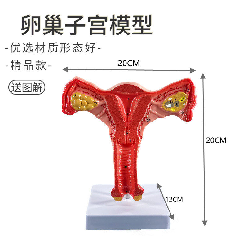 自然大女性生殖器官模型 阴道模型 卵巢模型 妇产科培训子宫模型