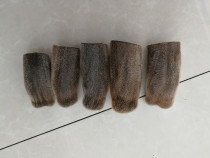 Jilin sika deer main bar antler mouth head wax section blood velvet antler pruning deer antler head stubble dry two bar deer antler 50g