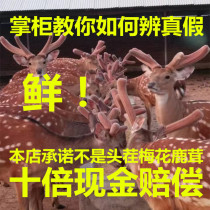 Jilin sika cerf ferme bois frais première récolte bois deux barres bois branche entière bois bois de sang trempé dans le vin et coupé avec un couteau