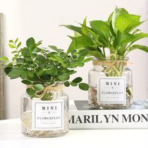Fresh hydroponic glass vase transparent hydroponic plant green radish nine lixiang office desktop thickened creative small vase
