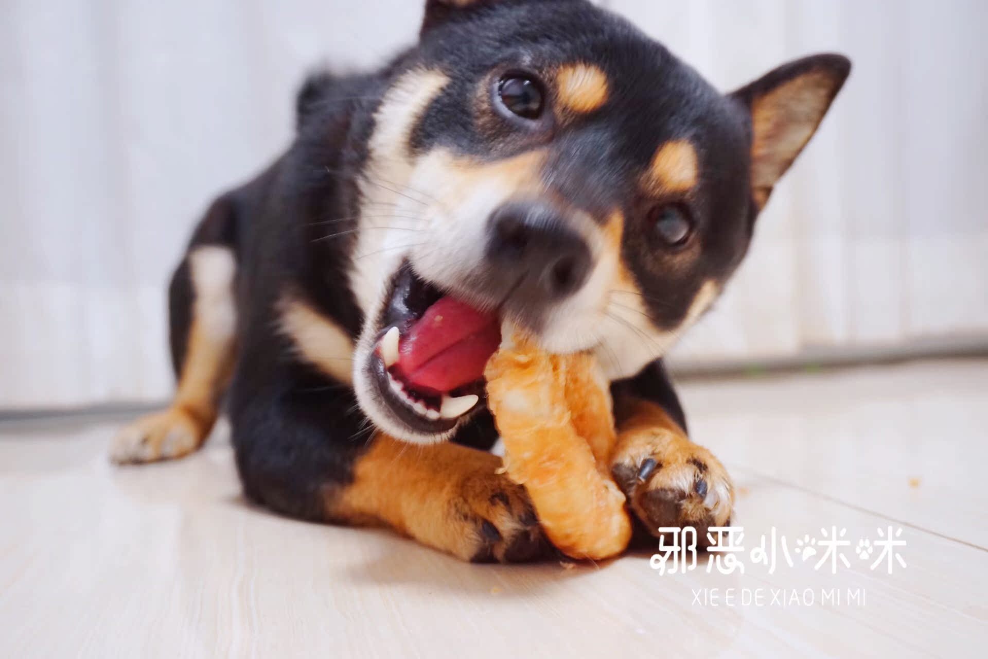 [Little Mimi] Huang Xiaobao đi kèm với gà & vịt xung quanh một con chó bằng da bò với một con chó răng hàm làm sạch răng chó - Đồ ăn vặt cho chó bánh thường cho chó