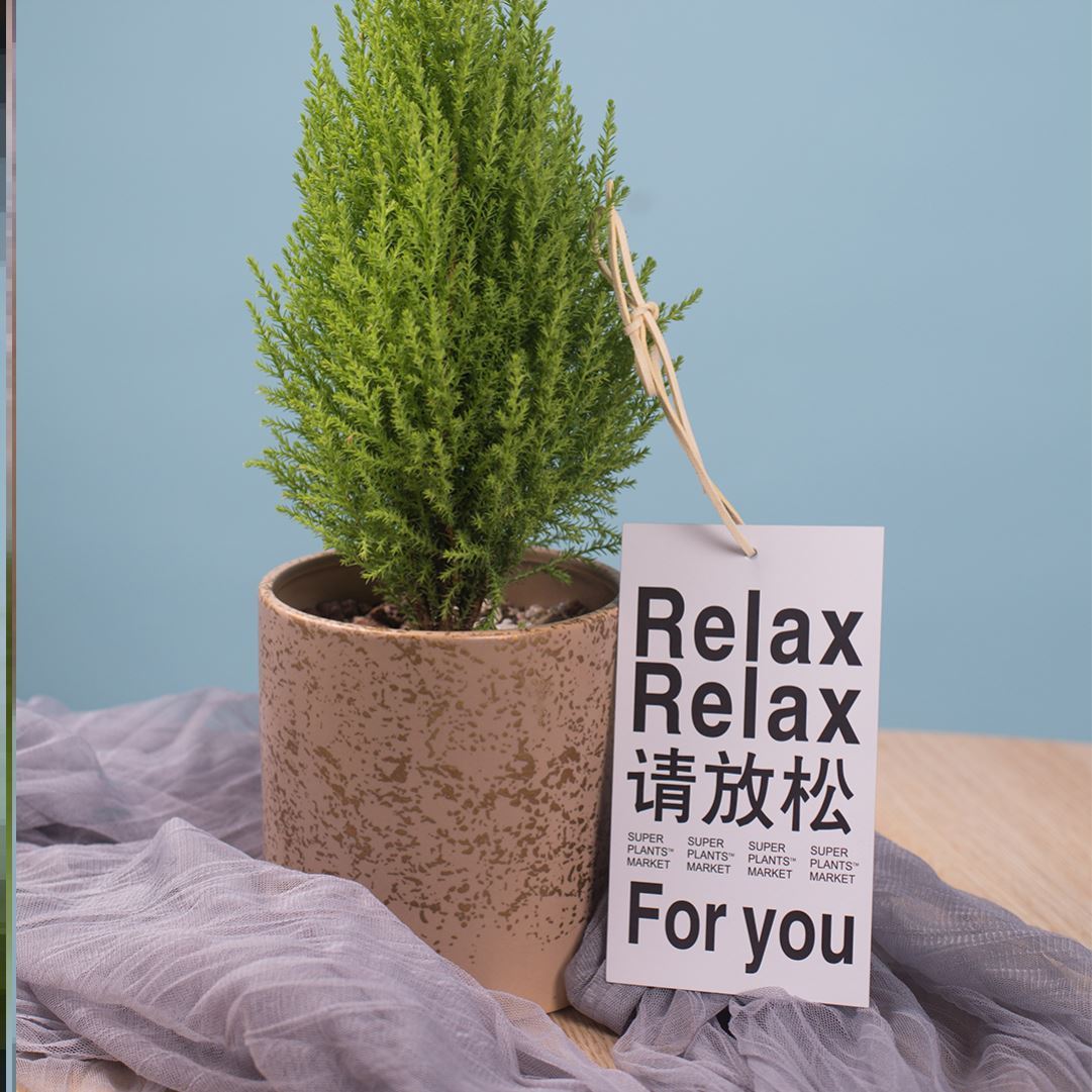 Put the green pine tag, please relax the creative card gift green plant with the tag universal decoration.