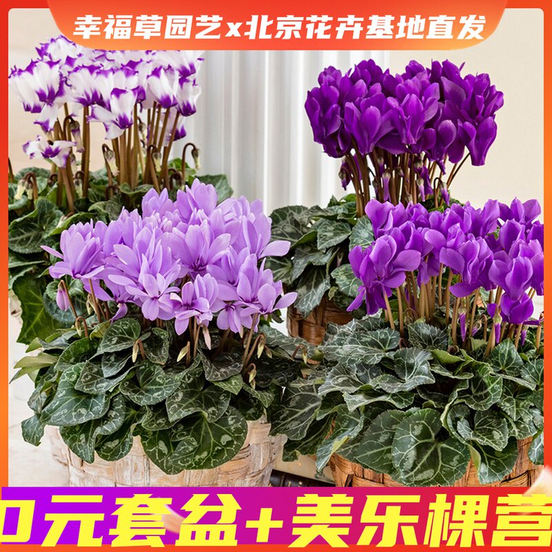 Japanese imported blue and white cyclamen lilac clove green potted blue purple double winter indoor flower Hardy 2 Plus