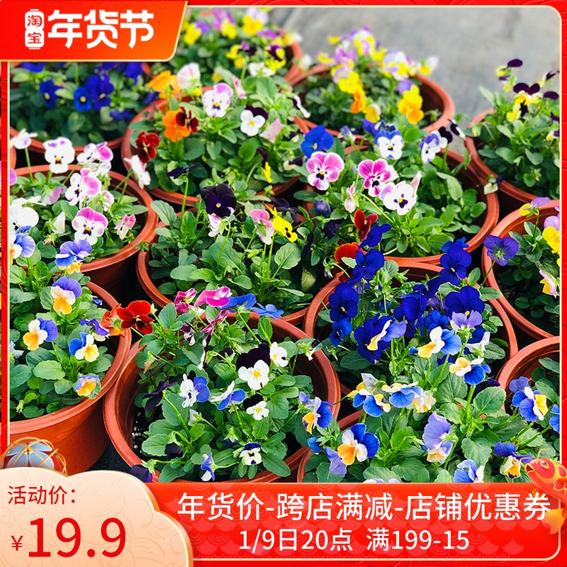 Corruded Pansy potted plants two pots with flowers juice sorbet Pansy pansy flower seedlings flower plants cold-resistant flowers